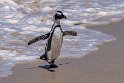 151 Boulders Beach, Zuid-Afrika